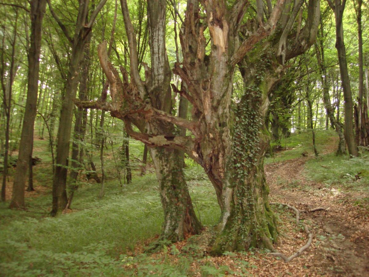 Sadiba Liskovec Villa Dubrinich na Beregu Esterno foto